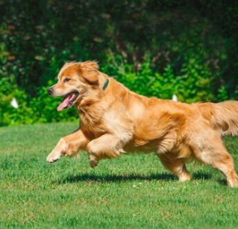 dog training collar