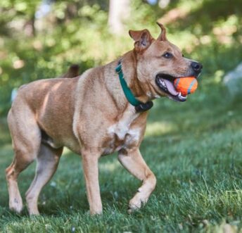 Traditional Fences vs Dog Watch Fences